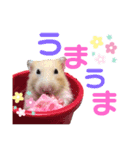 ハムスターのぷん（個別スタンプ：6）