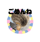 猫ちゃん達元気（個別スタンプ：2）