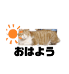 猫ちゃん達元気（個別スタンプ：3）