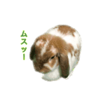 うさぎのミミちゃんスタンプ（個別スタンプ：1）