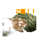 うさぎのミミちゃんスタンプ（個別スタンプ：6）