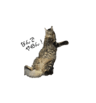 大阪弁をしゃべる猫（個別スタンプ：1）
