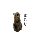 大阪弁をしゃべる猫（個別スタンプ：4）