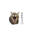 大阪弁をしゃべる猫（個別スタンプ：5）