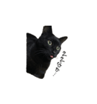 大阪弁をしゃべる猫（個別スタンプ：6）
