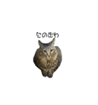 大阪弁をしゃべる猫（個別スタンプ：7）