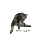 大阪弁をしゃべる猫（個別スタンプ：8）
