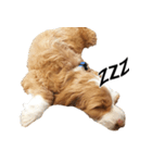 キノくん子犬（個別スタンプ：2）