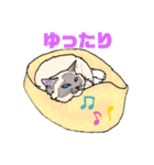 ラグドール真央っこ（個別スタンプ：1）
