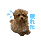 愛犬れむくんのいる生活（個別スタンプ：1）