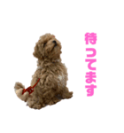 愛犬れむくんのいる生活（個別スタンプ：3）