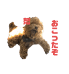 愛犬れむくんのいる生活（個別スタンプ：5）