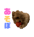愛犬れむくんのいる生活（個別スタンプ：6）