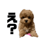 愛犬れむくんのいる生活（個別スタンプ：7）