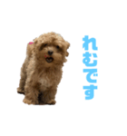 愛犬れむくんのいる生活（個別スタンプ：8）