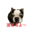 ニコライフ（個別スタンプ：5）