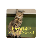 ニコライフ（個別スタンプ：6）