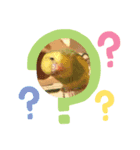 愉快なインコたち（個別スタンプ：1）