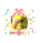 愉快なインコたち（個別スタンプ：4）