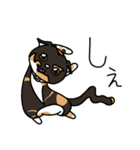 三毛猫ゔぃちゃんの日常（個別スタンプ：1）