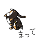 三毛猫ゔぃちゃんの日常（個別スタンプ：26）