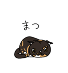 三毛猫ゔぃちゃんの日常（個別スタンプ：27）