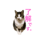 猫の承太郎（個別スタンプ：1）