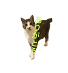 猫の承太郎（個別スタンプ：2）