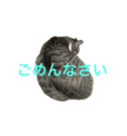 猫の承太郎（個別スタンプ：3）