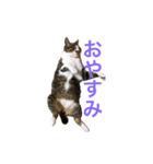 猫の承太郎（個別スタンプ：5）