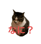 猫の承太郎（個別スタンプ：6）