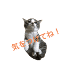 猫の承太郎（個別スタンプ：8）