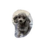 保護犬クーのスタンプ（個別スタンプ：2）