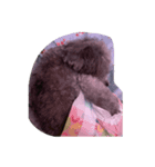 保護犬クーのスタンプ（個別スタンプ：6）