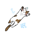 猫又ちゃんッズ(日常)（個別スタンプ：3）