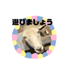 顔色々あります（個別スタンプ：7）