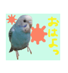 インコのちょらくん（個別スタンプ：1）