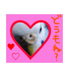インコのちょらくん（個別スタンプ：3）