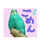 インコのちょらくん（個別スタンプ：4）