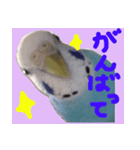 インコのちょらくん（個別スタンプ：5）