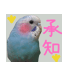 インコのちょらくん（個別スタンプ：7）