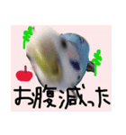 インコのちょらくん（個別スタンプ：8）