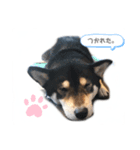 うちいぬ（個別スタンプ：2）
