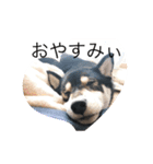 うちいぬ（個別スタンプ：7）