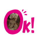 ぼくぽんちゃんすたんぷ（個別スタンプ：3）
