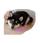 黒柴あんずさん（個別スタンプ：1）