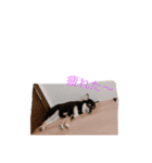黒柴あんずさん（個別スタンプ：3）
