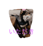 黒柴あんずさん（個別スタンプ：5）