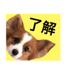 えどくん（個別スタンプ：1）