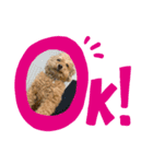 ムックとチャビー（個別スタンプ：1）